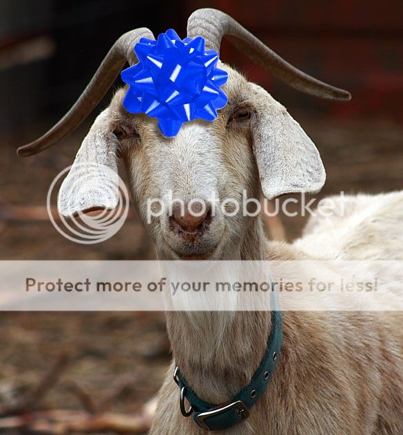 goat3281.jpg