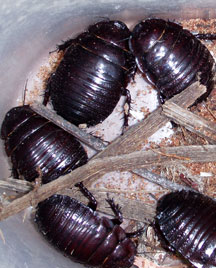 roaches_mystery_cropped.jpg