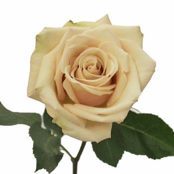 ddac0fb18074556dc2dacc88a64b4270--wedding-girl-cream-roses.jpg