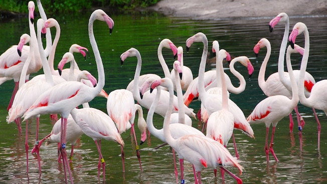 disney-animals-flamingos-flock-gathering-water-16x9.jpg