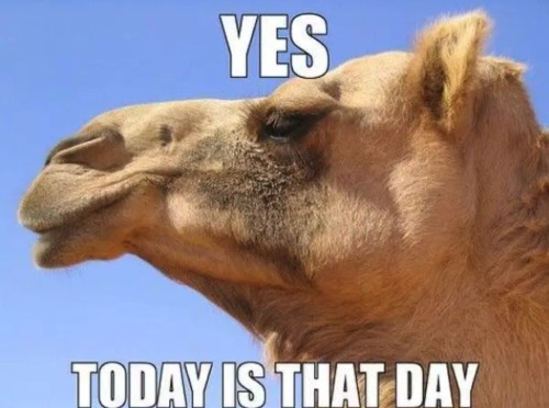 Happy Hump Day 2021 Memes, Images, GIF, Quotes & Pictures